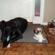 Shih tzu Alma