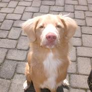 Nova scotia duck tolling retriever Freja