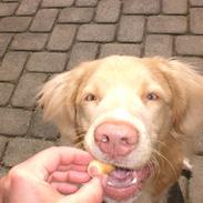 Nova scotia duck tolling retriever Freja