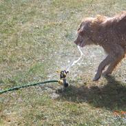 Nova scotia duck tolling retriever Freja