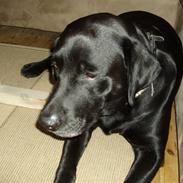 Labrador retriever blackie R.I.P min elsked 