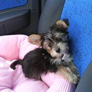 Yorkshire terrier Molly