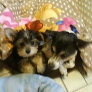 Yorkshire terrier Molly