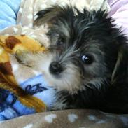 Yorkshire terrier Molly