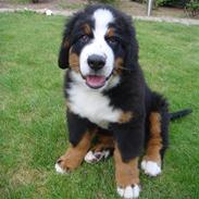 Berner sennenhund Magnus