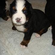 Berner sennenhund Magnus