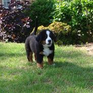 Berner sennenhund Magnus