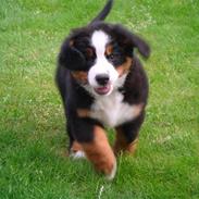 Berner sennenhund Magnus