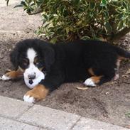 Berner sennenhund Magnus