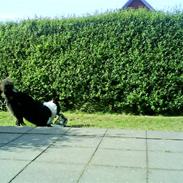 Border collie Balou<33