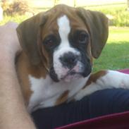 Boxer Chabrinell´s Luc
