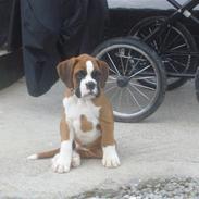 Boxer Chabrinell´s Luc