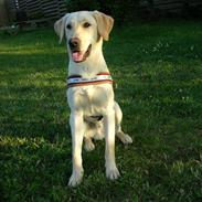 Blanding af racer Rocky