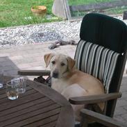 Blanding af racer Rocky