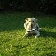 Blanding af racer Rocky