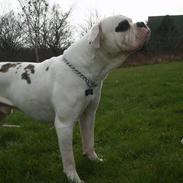 Amerikansk bulldog Haack's Elvis