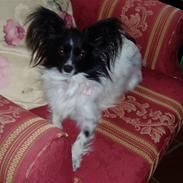 Papillon Sisse