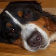 Berner sennenhund Samson