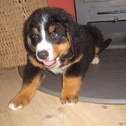 Berner sennenhund Samson