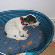 Jack russell terrier Eichners Molly