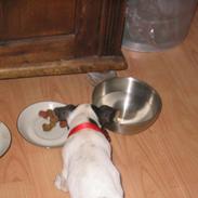 Jack russell terrier Eichners Molly