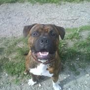 Amerikansk staffordshire terrier Zimba