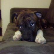 Amerikansk staffordshire terrier Zimba