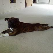 Amerikansk staffordshire terrier Zimba