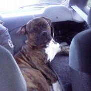 Amerikansk staffordshire terrier Zimba