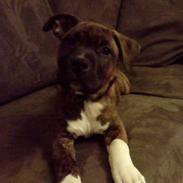 Amerikansk staffordshire terrier Zimba