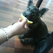 Cairn terrier Liva