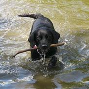 Labrador retriever Sussi