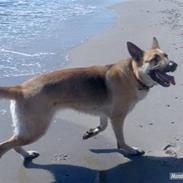 Schæferhund Dandy  SAVNER DiG!