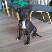 Amerikansk staffordshire terrier Brian ! R.I.P ='(