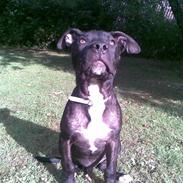 Amerikansk staffordshire terrier Brian ! R.I.P ='(