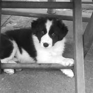 Border collie Fibla