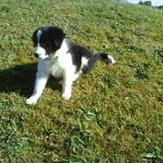 Border collie Fibla