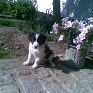 Border collie Fibla
