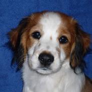 Kooikerhondje Høgedals (Lady) Smilla