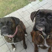 Boxer cæsar