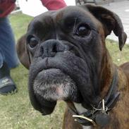 Boxer cæsar