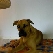 Blanding af racer Mikkel K