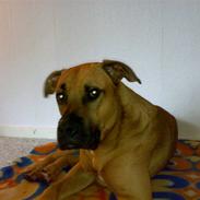 Blanding af racer Mikkel K