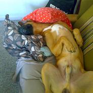 Blanding af racer Mikkel K