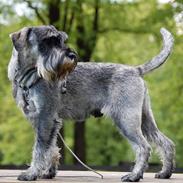 Mellemschnauzer Spinoza