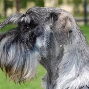 Mellemschnauzer Spinoza