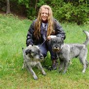 Mellemschnauzer Spinoza