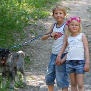 Mellemschnauzer Spinoza