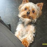 Yorkshire terrier Marni