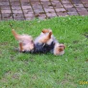 Yorkshire terrier Marni